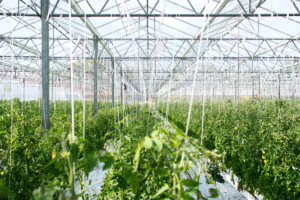 Read more about the article The Future of Food: Examining Revolutionary Innovations in Agriculture and Culinary Science