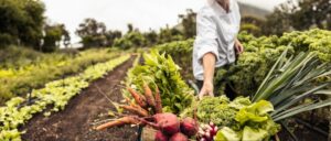 Read more about the article Harvesting Hope: Uncovering the Future of Food through Revolutionary Agricultural Breakthroughs